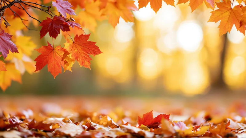Autumn maple leaves framing the frame with fallen foliage on the ground and golden bokeh background