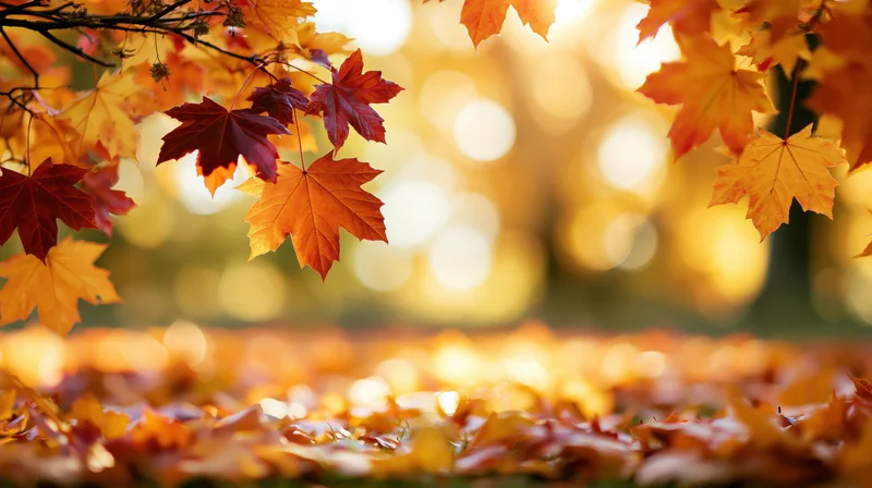 Maple leaves in autumn colors framing the frame with bokeh background and fallen foliage on ground
