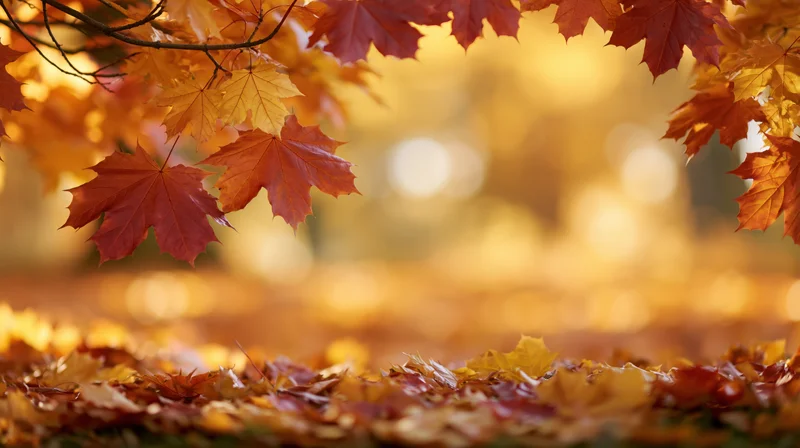 Autumn maple leaves framing the frame with fallen foliage on the ground in a sunlit forest