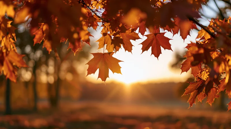 Maple leaves framing the edges of the shot backlit by the setting sun in an autumn forest