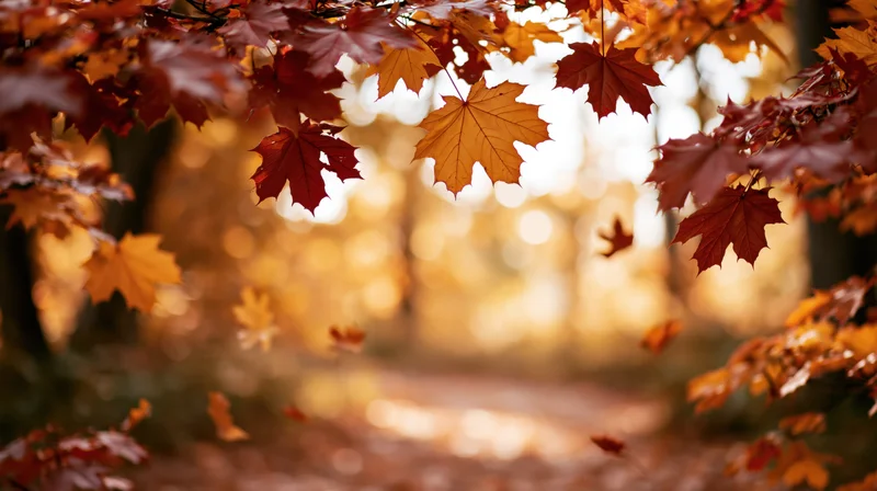 Autumn maple leaves framing a forest path with sunlight filtering through the canopy