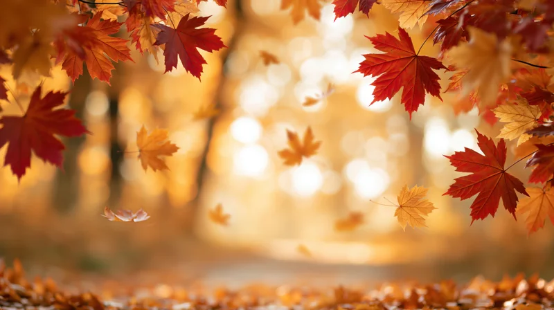 Autumn maple leaves framing the edges of a sunlit forest path with falling foliage and bokeh background