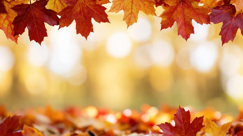 Maple leaves framing top and bottom of autumn scene with blurred golden background