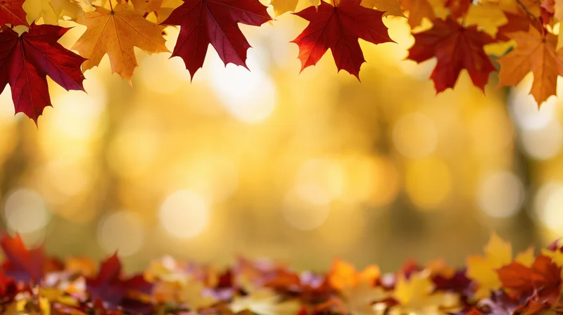 Maple leaves framing the top and bottom of a blurred golden autumn scene