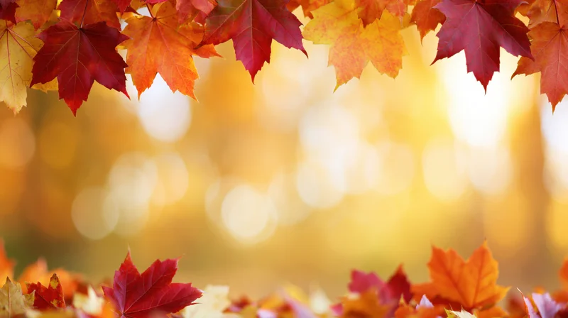 Autumn maple leaves framing the top and bottom of the scene with warm bokeh background