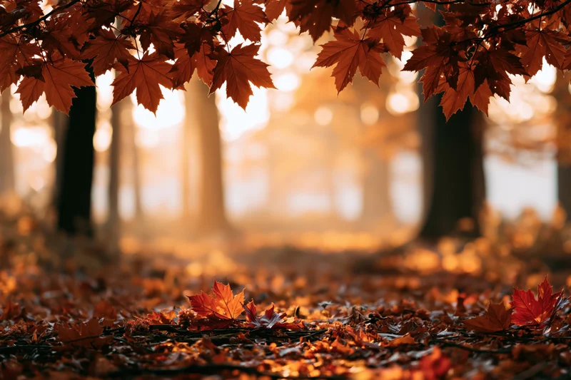 Autumn maple leaves framing a sunlit forest path with fallen foliage on the ground