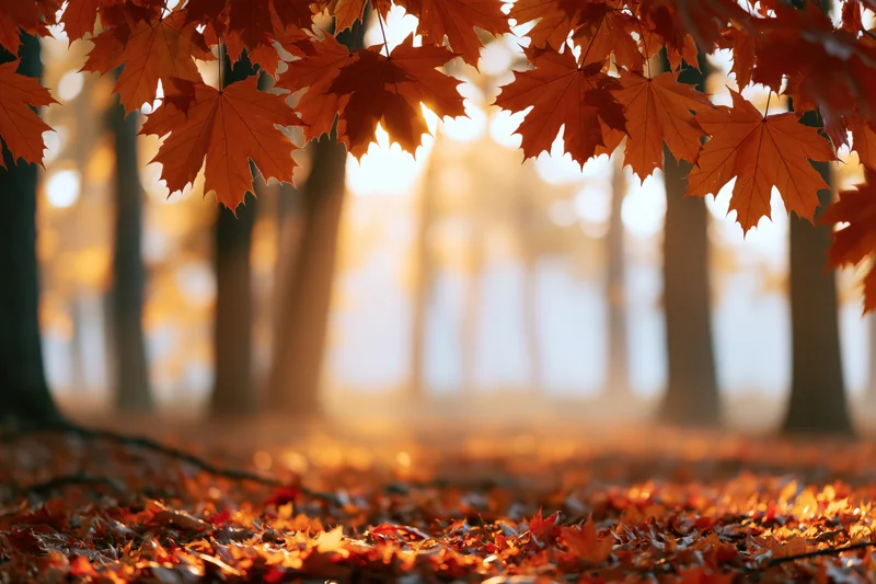 Autumn maple leaves framing a sunlit forest path with fallen foliage on the ground
