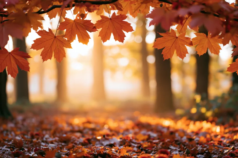 Autumn maple leaves framing a sunlit forest path with fallen foliage on the ground
