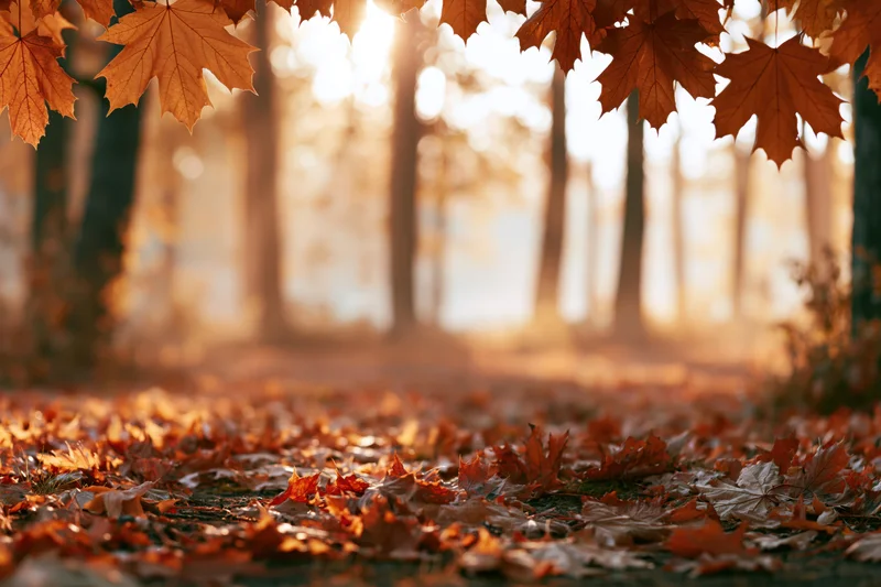 Autumn maple leaves framing a sunlit forest path with fallen foliage on the ground