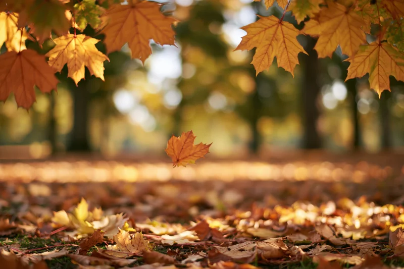 Autumn maple leaves framing the top corners with one drifting down onto a carpet of fallen foliage in a sunlit forest