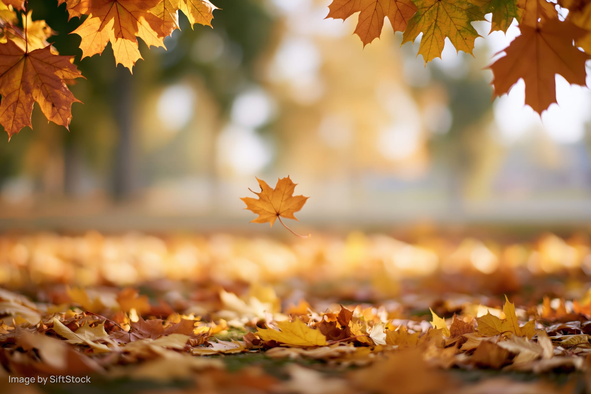 Autumn maple leaves framing the top corners with one falling leaf over a carpet of fallen foliage on the ground