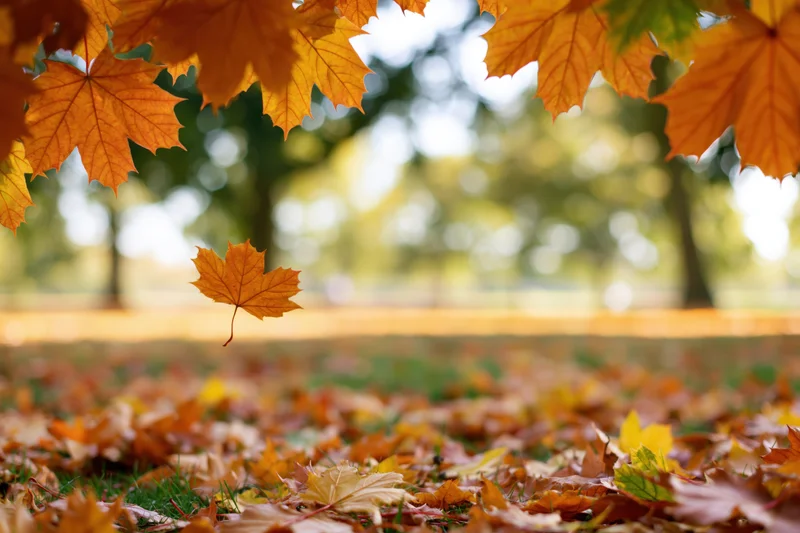 Autumn maple leaves framing the top of the shot with one floating above a carpet of fallen foliage in a park