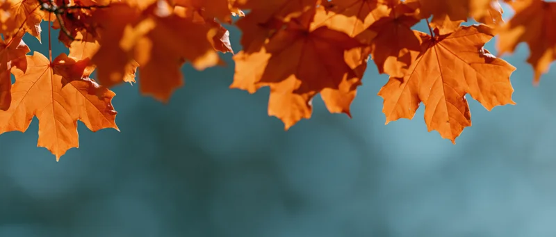 Orange maple leaves in autumn framing the top of the image with a blurred blue background below