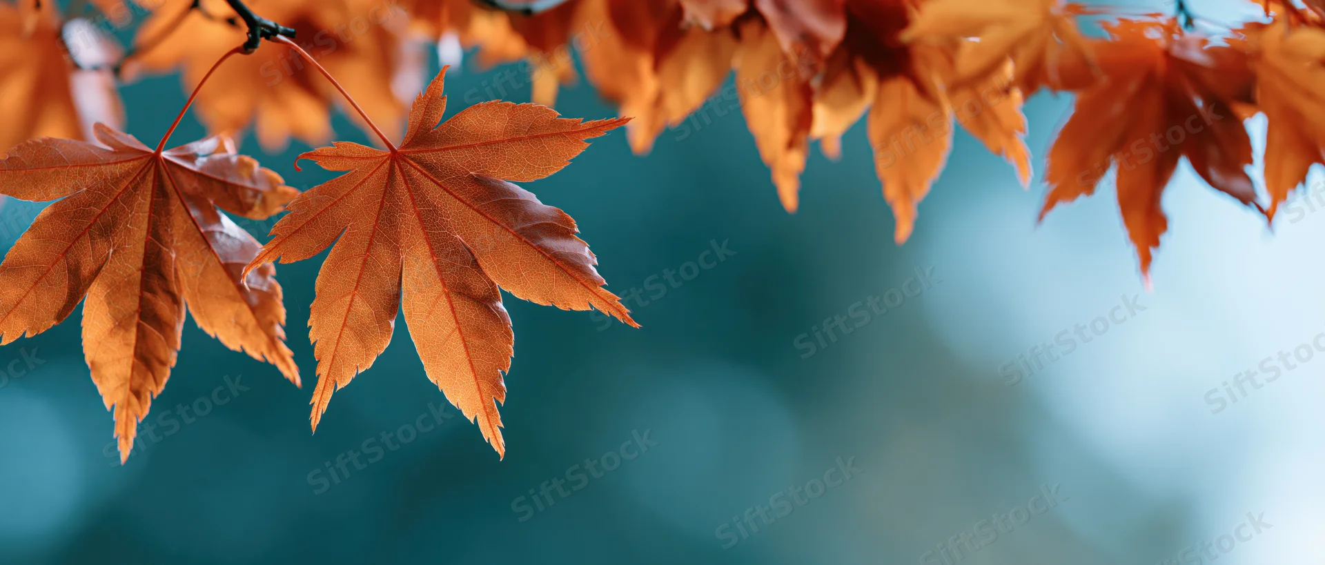 Orange maple leaves hanging from a branch against a blurred blue background