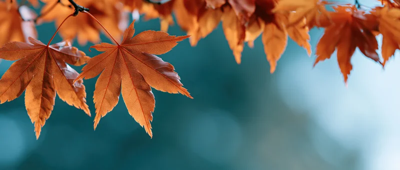 Orange maple leaves hanging from a branch against a blurred blue background