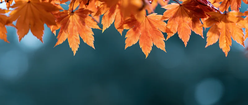 Orange maple leaves hanging from a branch against a blurred teal background