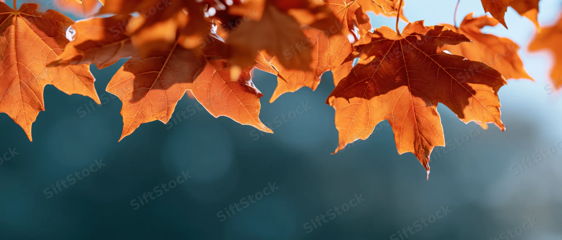 Orange maple leaves glowing in sunlight against a blurred blue background