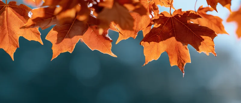 Orange maple leaves glowing in sunlight against a blurred blue background