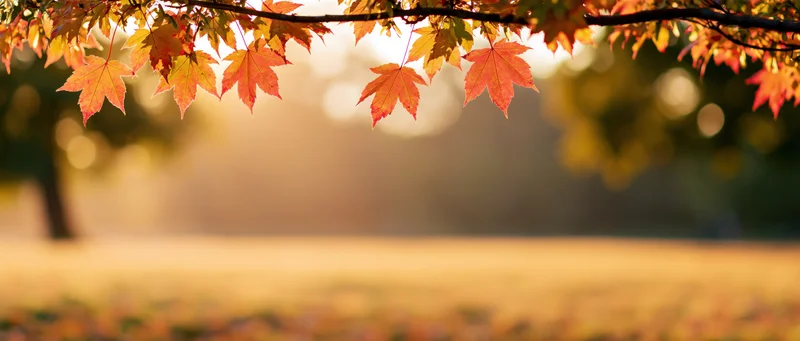 Maple leaves hanging across the top of a sunlit autumn park scene