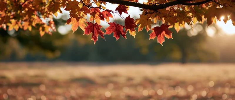 Maple leaves hanging over a sunlit field in autumn
