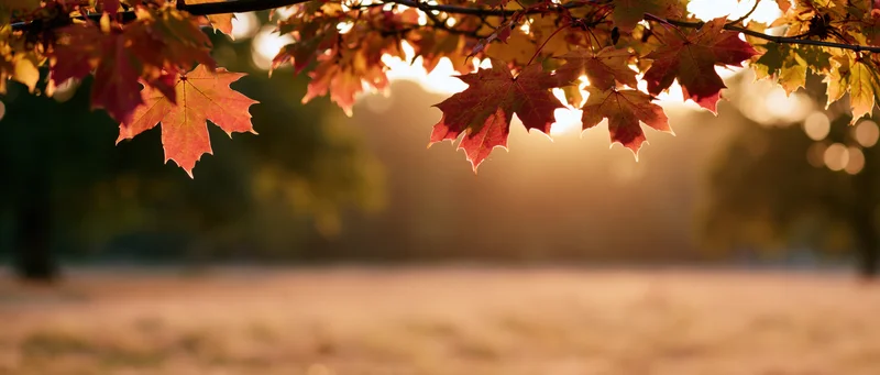 Maple leaves hanging across the top of the frame over a blurred autumn landscape