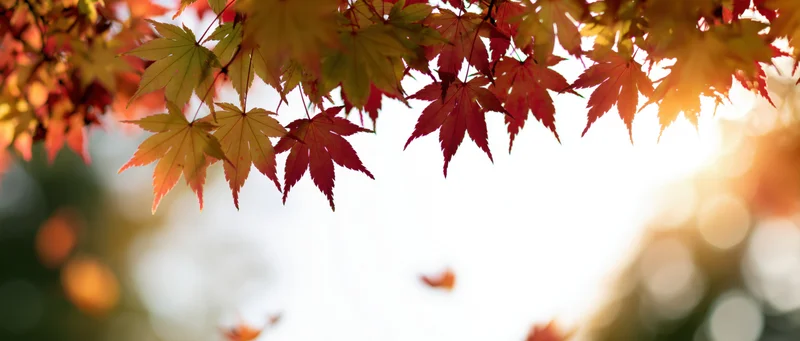 Maple leaves in autumn colors hanging across the top of the frame with sunlight glowing through