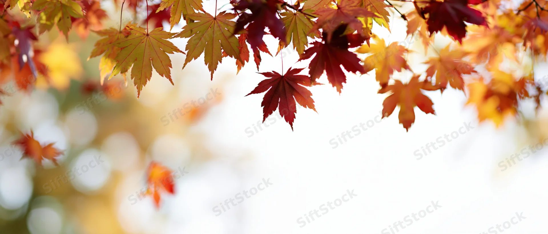 Autumn maple leaves hanging across the top of the frame with soft bokeh background and copyspace below