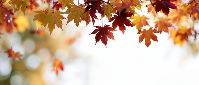 Autumn maple leaves hanging across the top of the frame with soft bokeh background and copyspace below