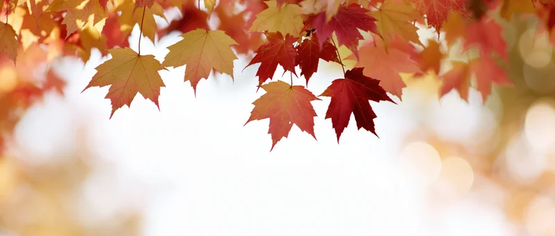 Maple leaves hanging and falling across the upper frame with soft bokeh background
