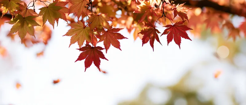 Maple leaves hanging and falling in autumn light against a bright sky