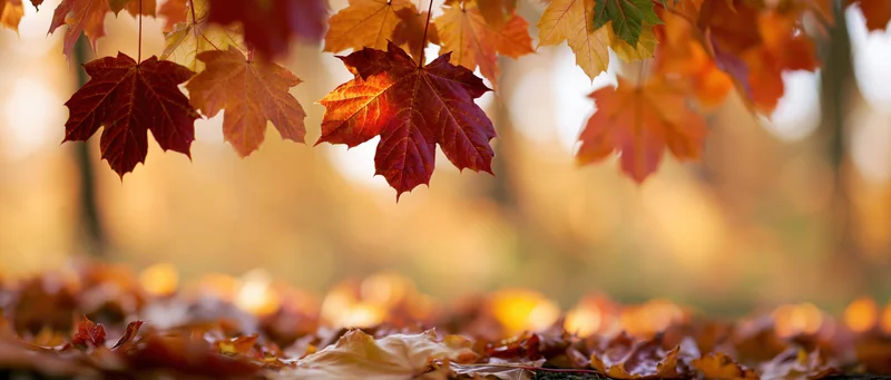 Maple leaves hanging and scattered on the ground in a forest during autumn