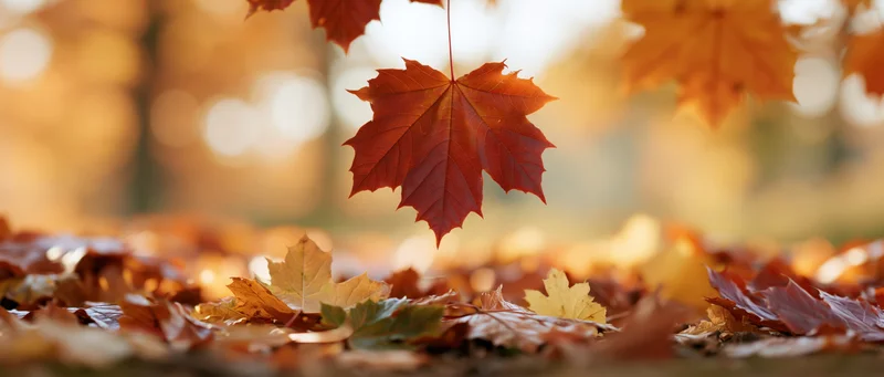 Maple leaf hanging above scattered autumn leaves on forest ground