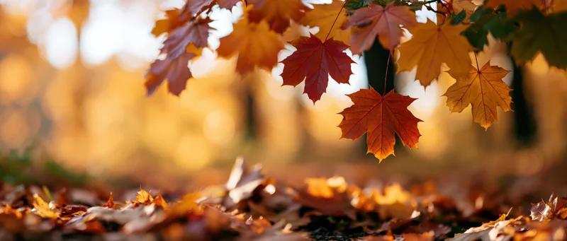 Maple leaves hanging from branches above a carpet of fallen foliage in a forest during autumn