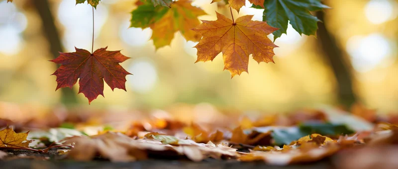 Maple leaves hanging and scattered on the ground in a forest during autumn