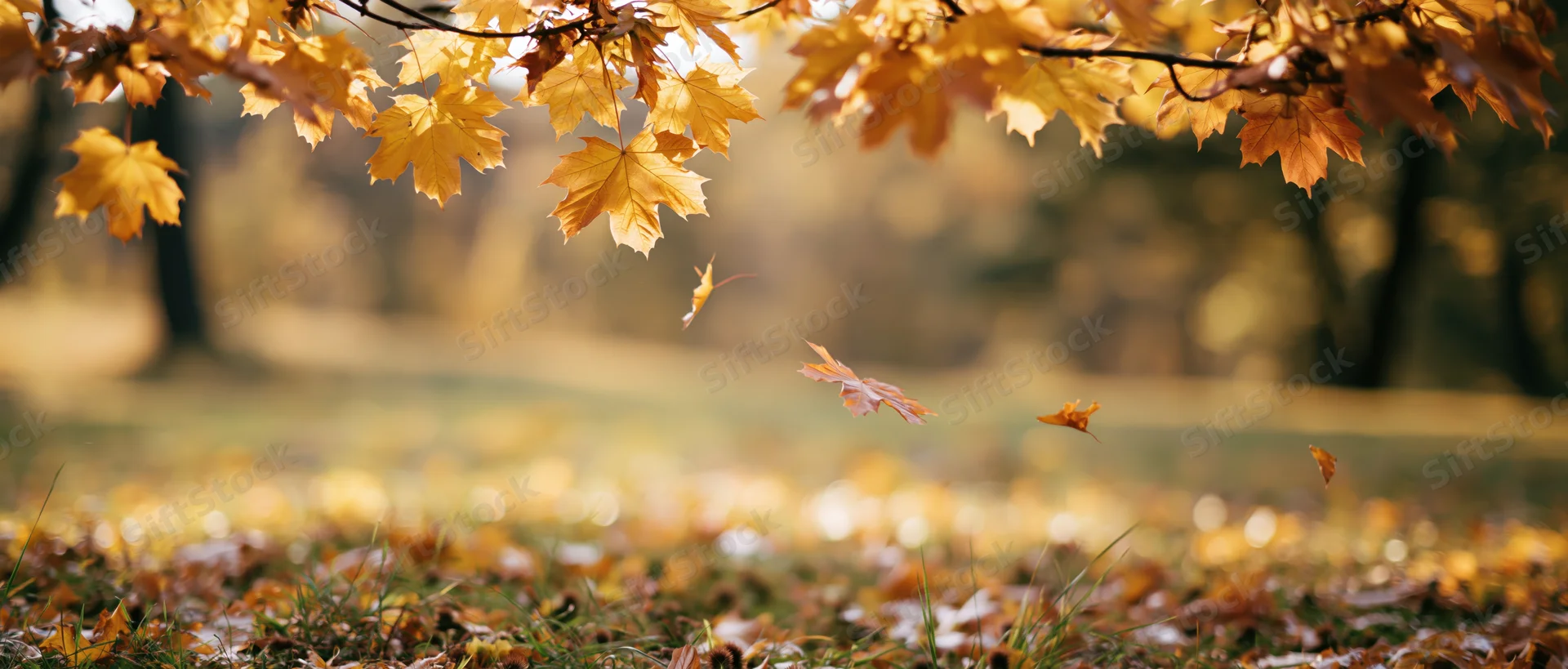 Maple leaves falling from branches over a grassy ground covered in fallen foliage in a forest setting