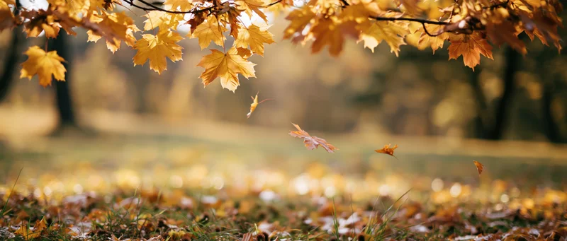 Maple leaves falling from branches over a grassy ground covered in fallen foliage in a forest setting
