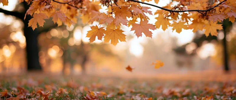Autumn maple leaves hanging from branches over grassy ground in a park at golden hour
