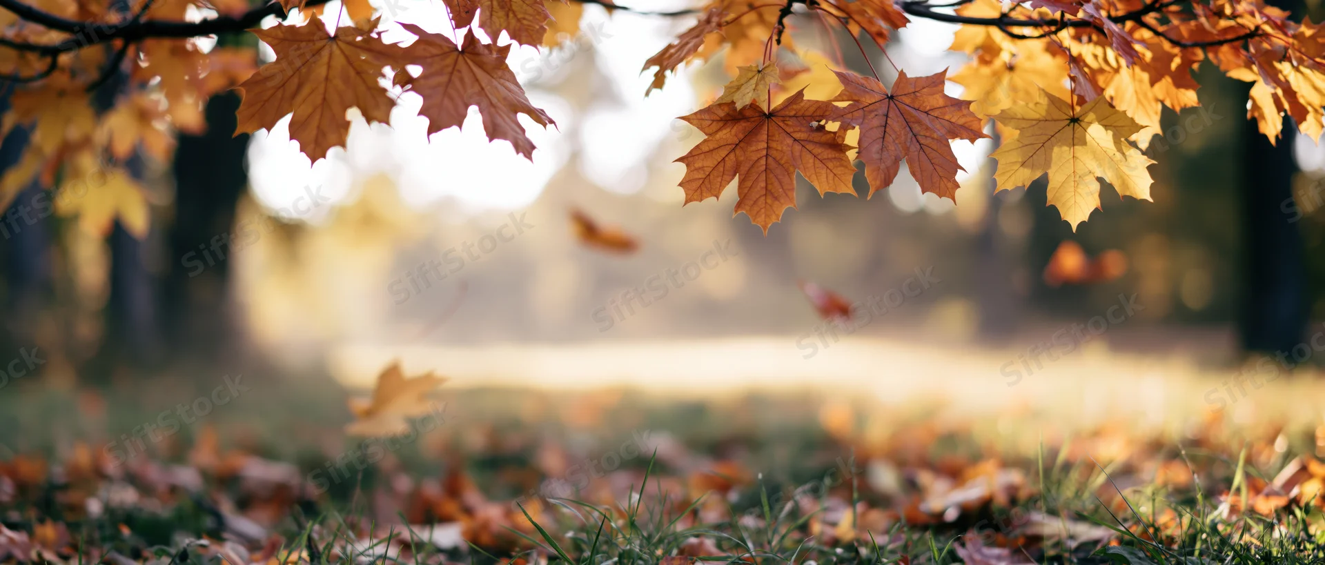 Autumn maple leaves hanging from branches above grassy ground with fallen foliage in soft sunlight