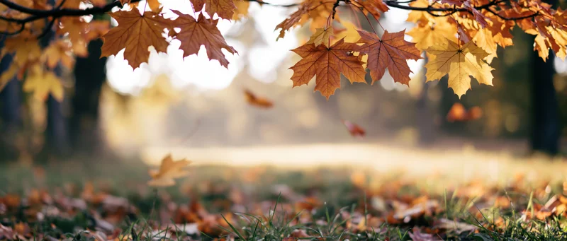 Autumn maple leaves hanging from branches above grassy ground with fallen foliage in soft sunlight