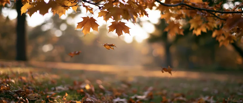 Maple leaves falling from branches over grassy park ground in autumn sunlight