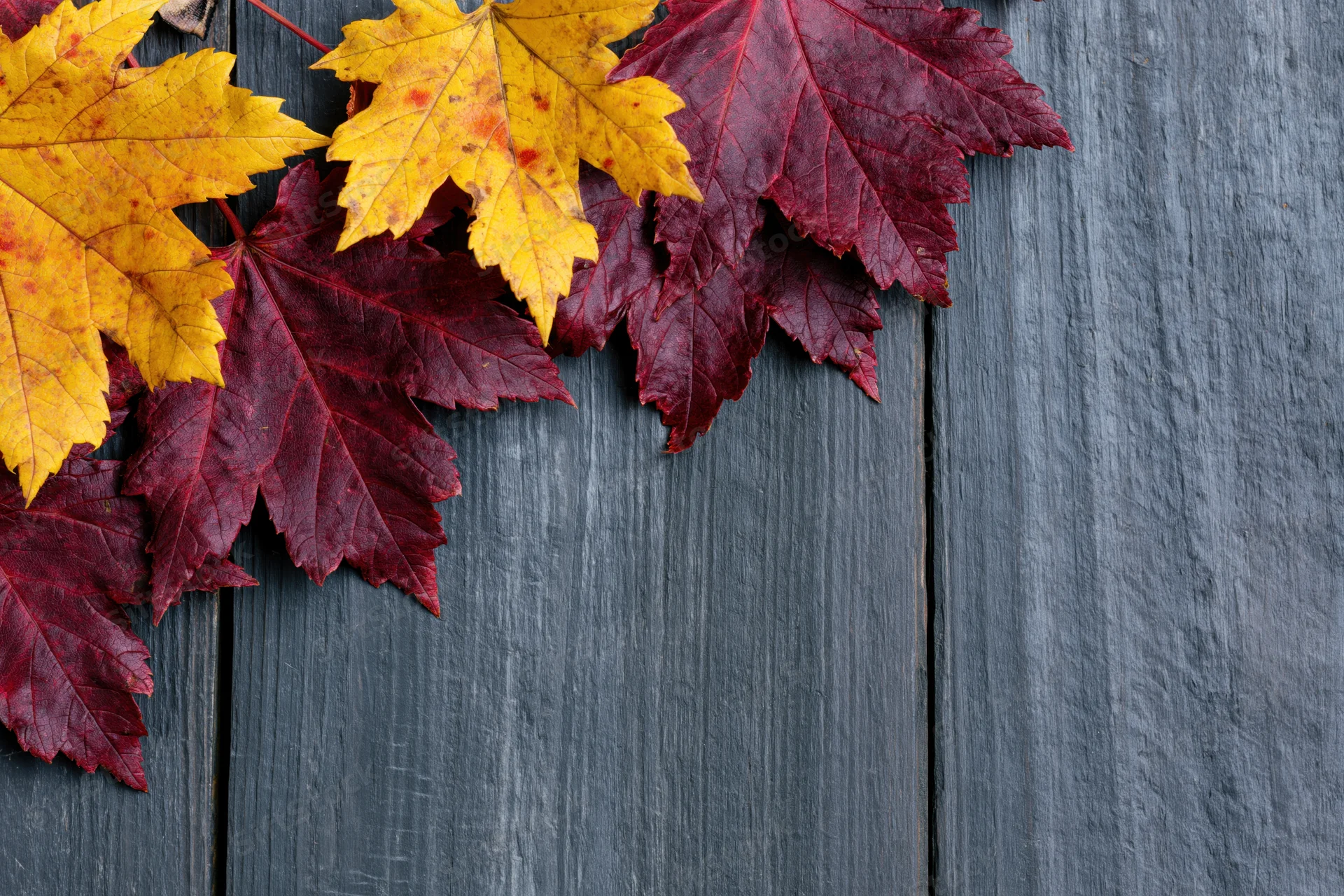 Autumn maple leaves in red and yellow arranged on dark wooden planks with copyspace
