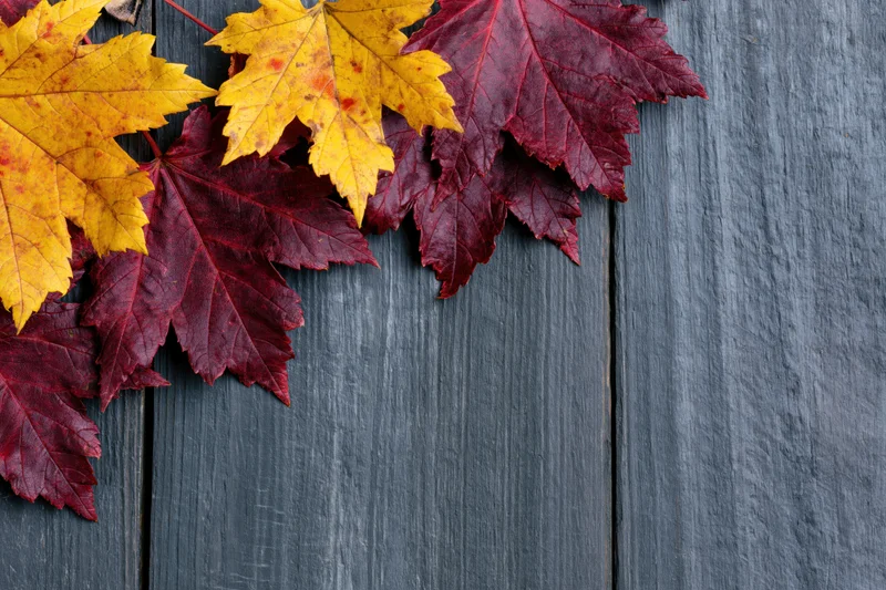Autumn maple leaves in red and yellow arranged on dark wooden planks with copyspace