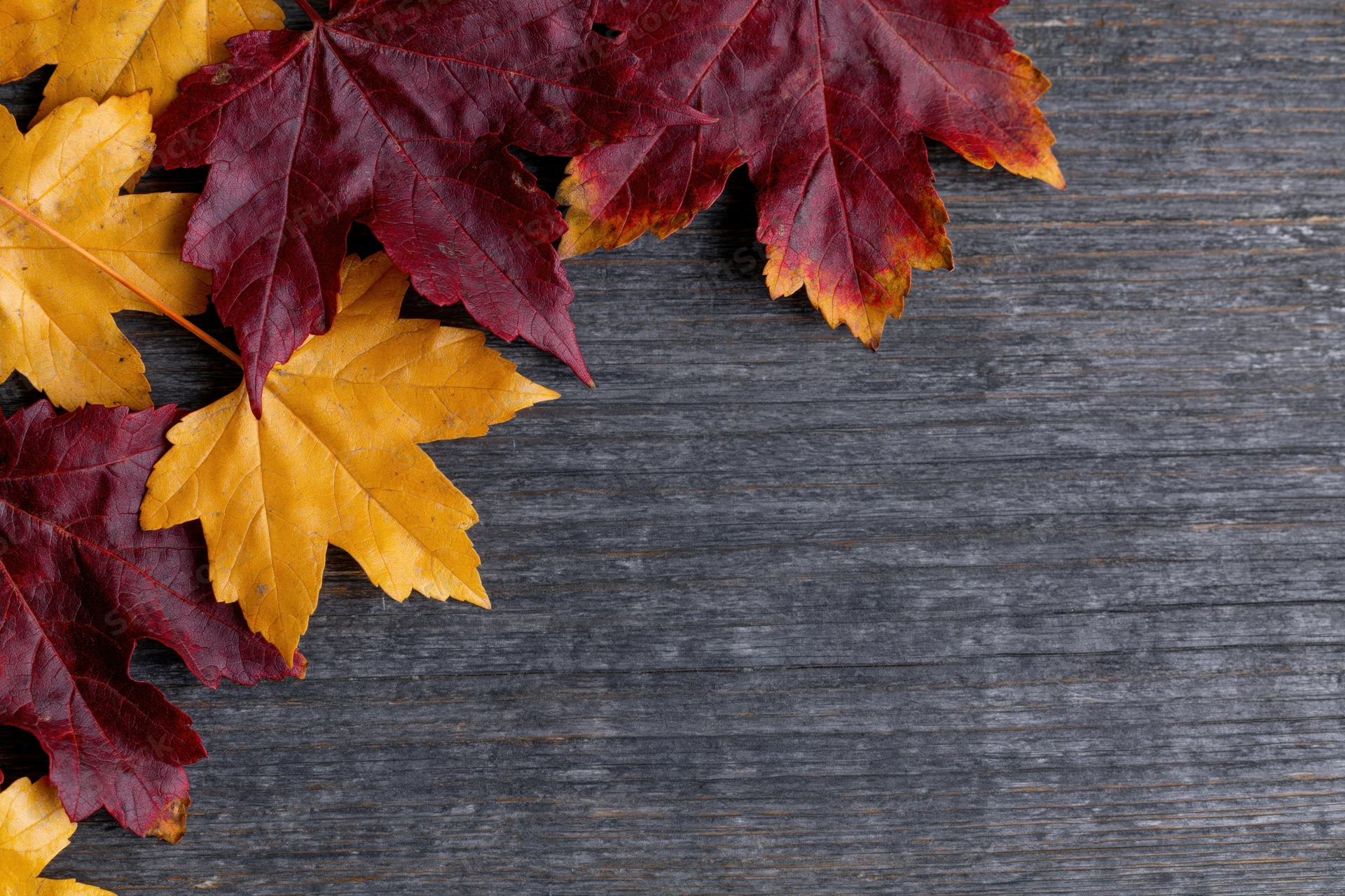 Autumn maple leaves in red and yellow arranged on dark wooden surface with copyspace