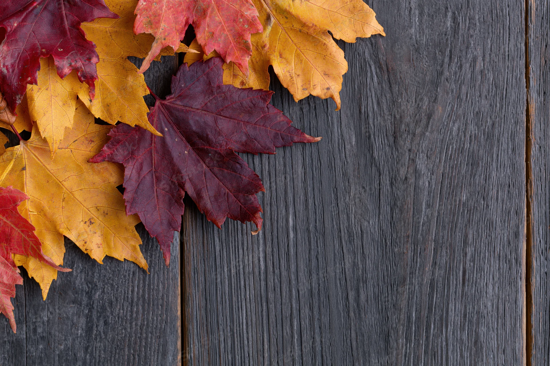 Autumn maple leaves in red and yellow arranged on dark wooden planks with copyspace