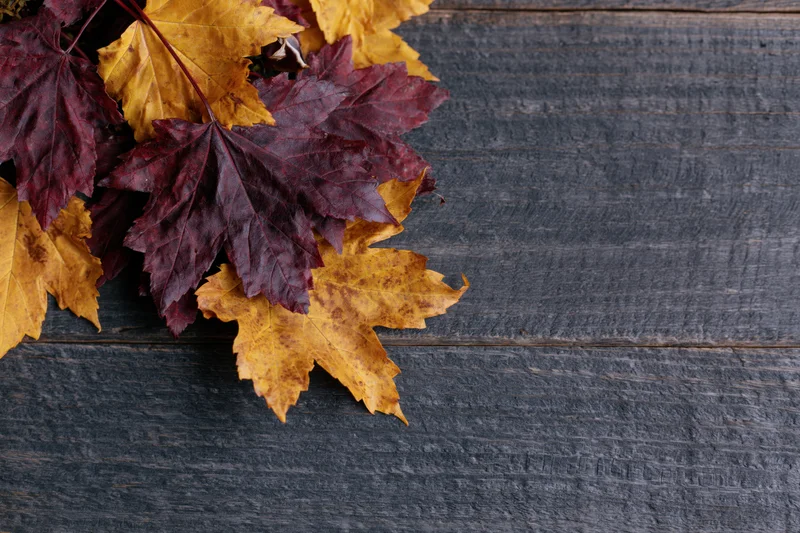 Autumn maple leaves in deep red and golden yellow arranged on dark wooden surface with copyspace