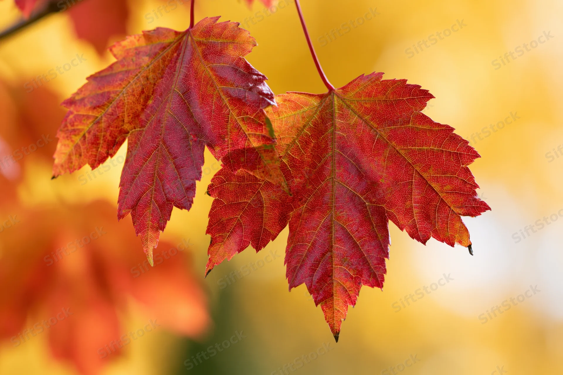 Red and orange maple leaves hanging from a branch in autumn foliage