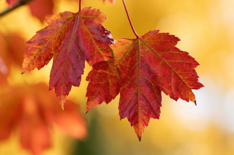 Red and orange maple leaves hanging from a branch in autumn foliage