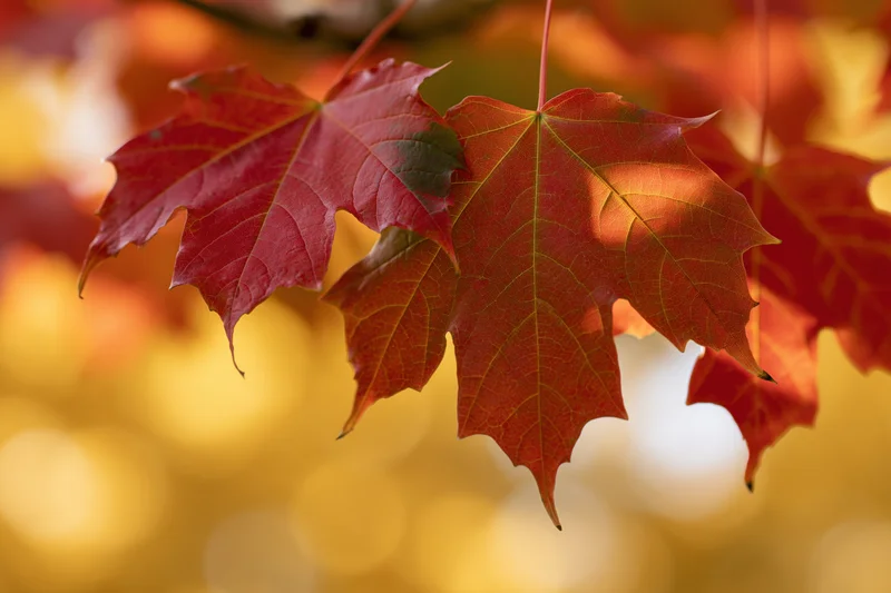 Red and orange maple leaves hanging from a branch in autumn foliage