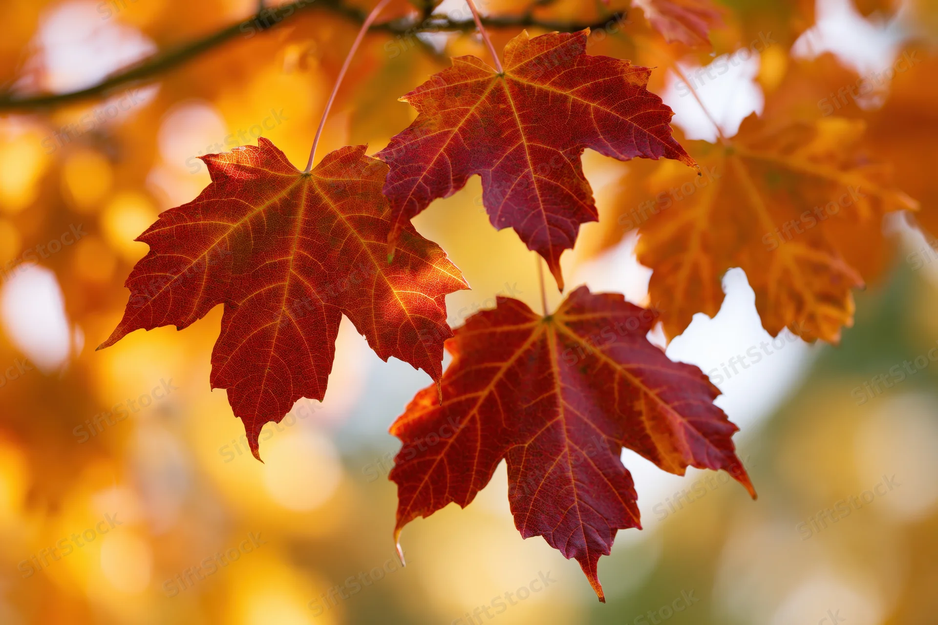 Red and orange maple leaves hanging from a branch in autumn sunlight