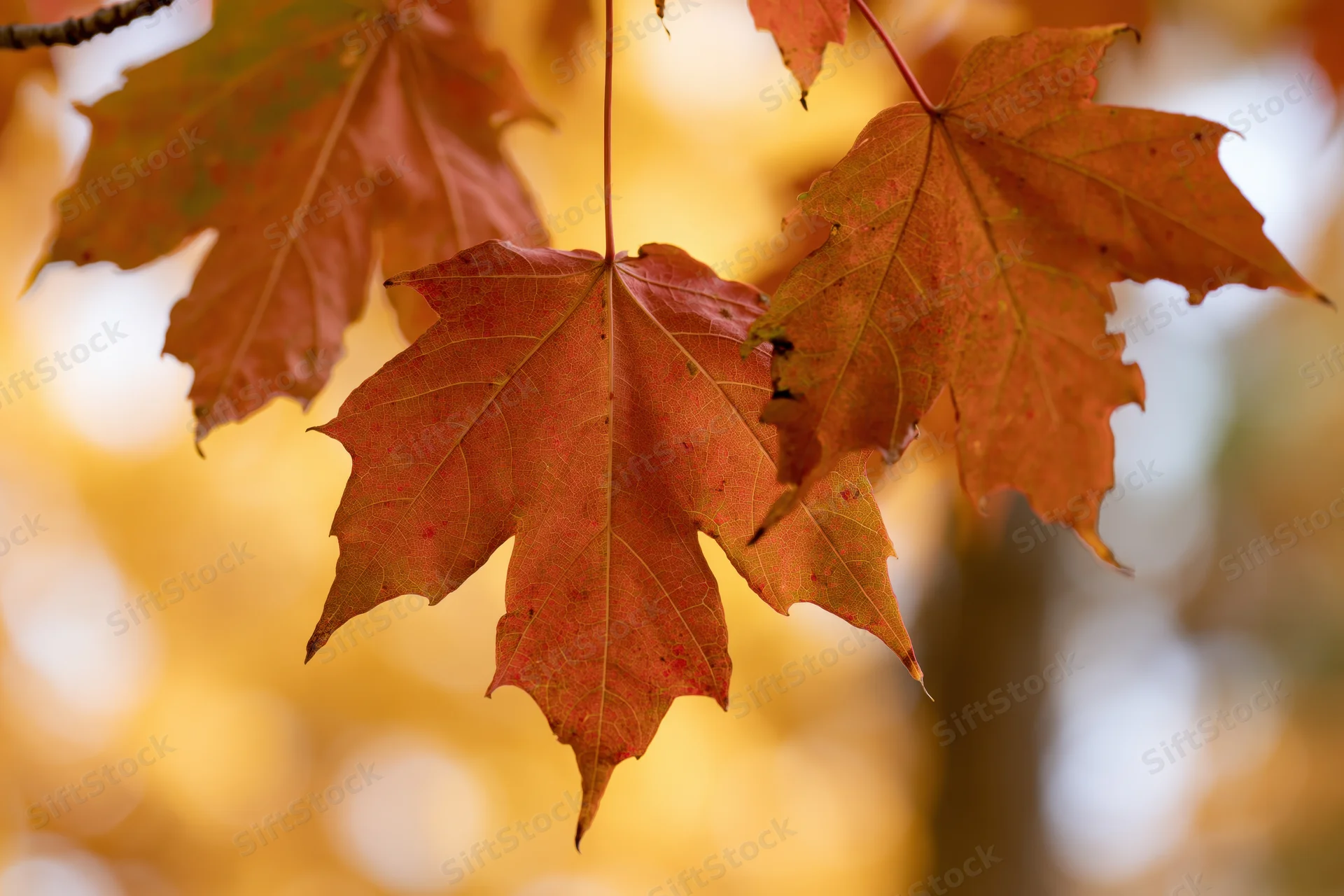 Maple leaves in autumn colors hanging from a branch against a blurred golden background